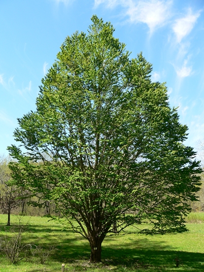 {Cercidiphyllum japonicum}